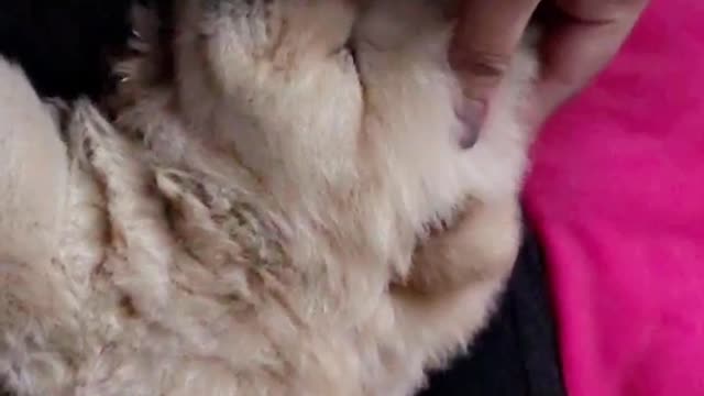 White puppy falls asleep in owner's lap