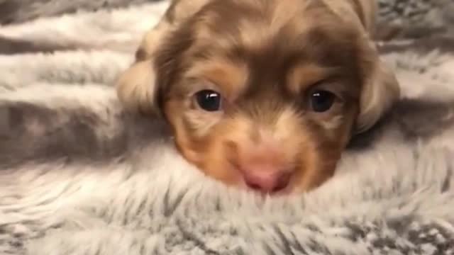 The little dog's eyes are so beautiful