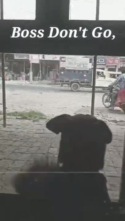 Tommy cried seeing his boss go out without him 😢_