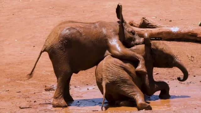 Elephants having fun in the mud