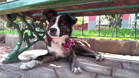 So Cute Female Puppy Relaxing In The Park - Spring Time!