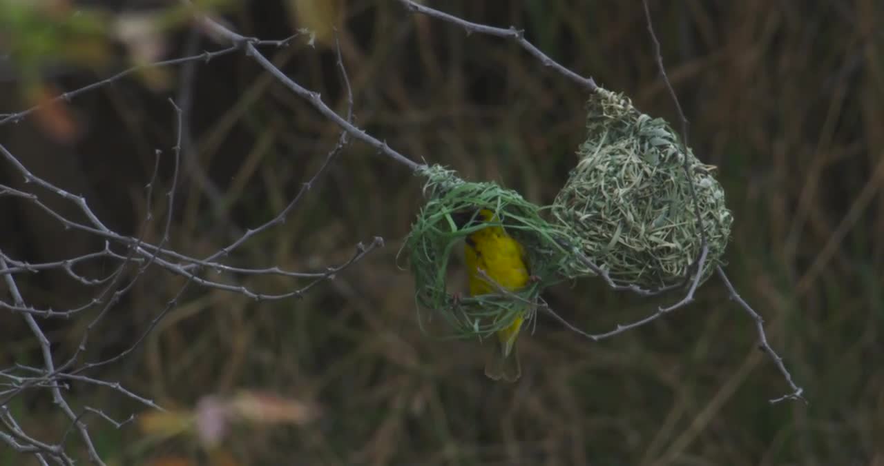 Birds Making Nest