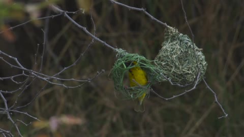 Birds Making Nest