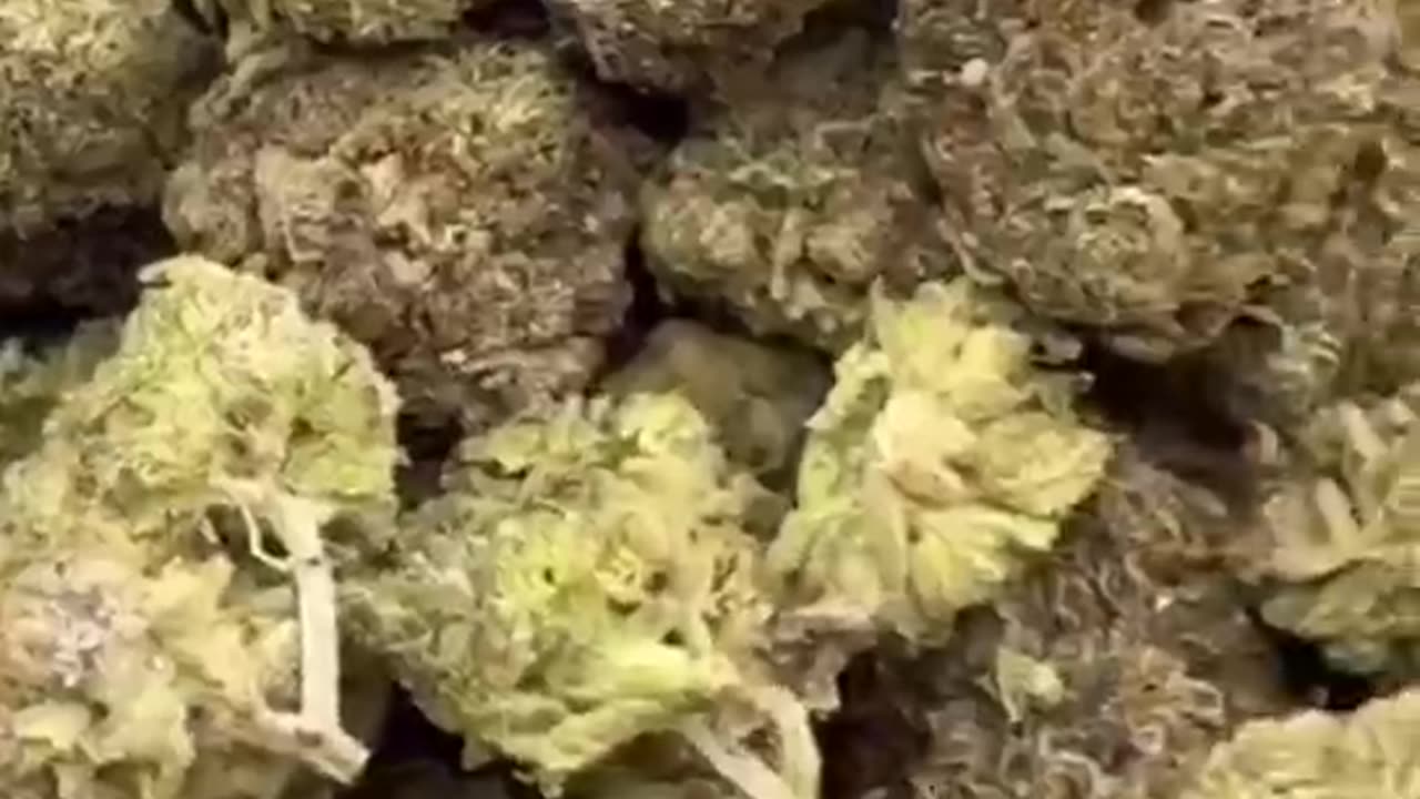 Pop Rocks ❄️$1500 per LB https://t.me/jwh3mmc ALL STRAINS 🥦SMOOK Buds Available