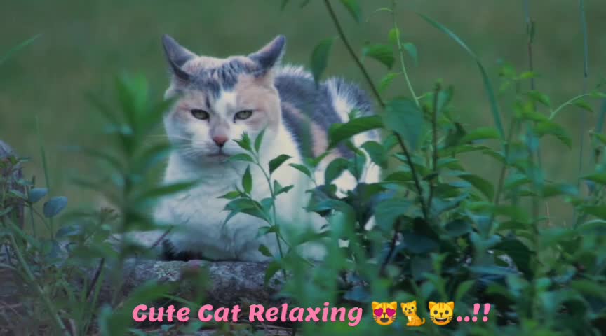 Cute Cat Relaxing 😻😺🐈..!!