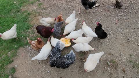 Chickens enjoying some pumpkin