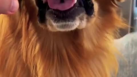 The golden retriever dental check !!! Cute smart and brave! !