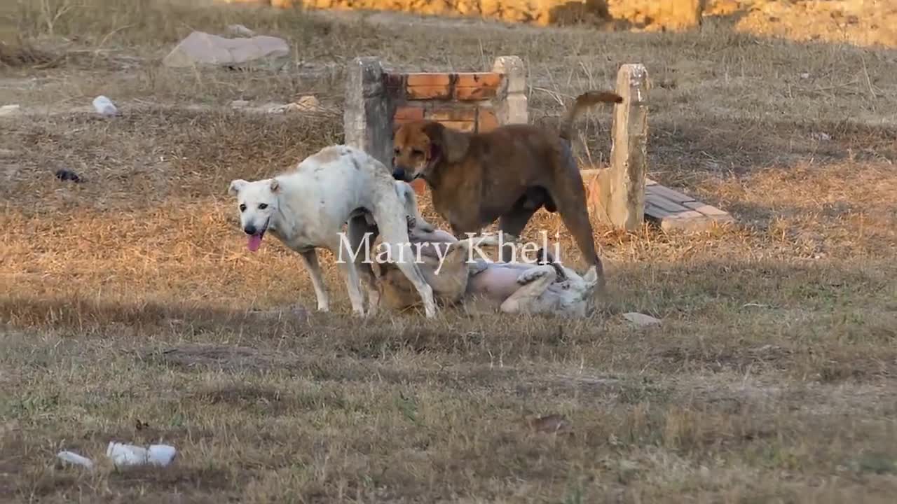 Dogs getting fight because of jealous and dangerous