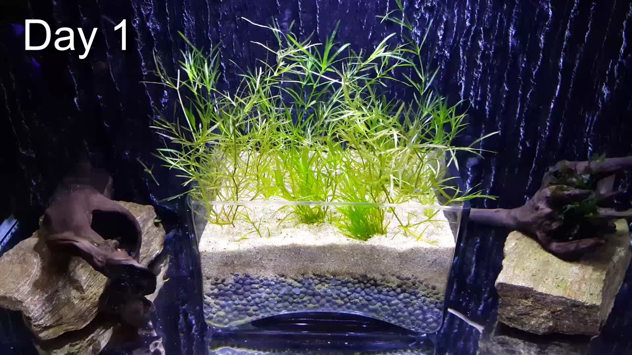 Easiest NO CO2 Aquarium Plant for Beginners (After 30 days growth)