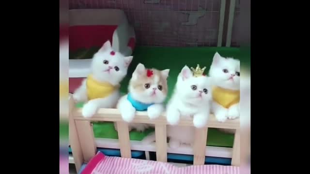 Baby Cats | I have always liked cats | Animal Lover