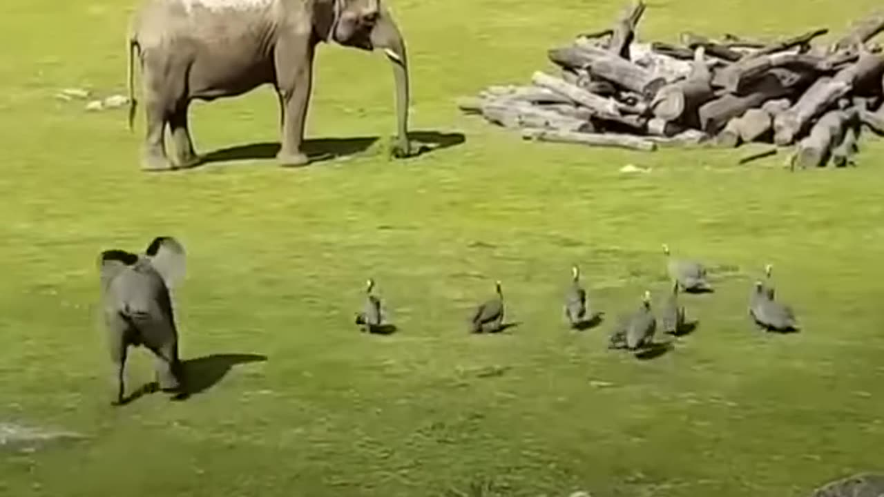 funny animal