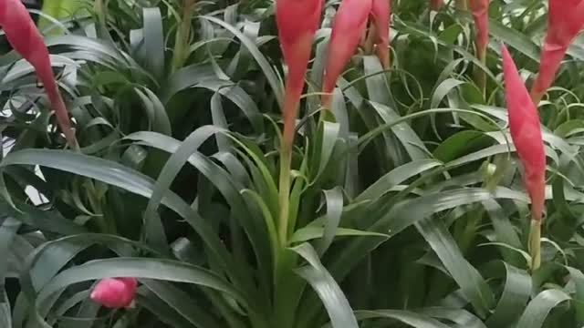 flowers like peppers