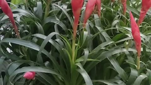 flowers like peppers