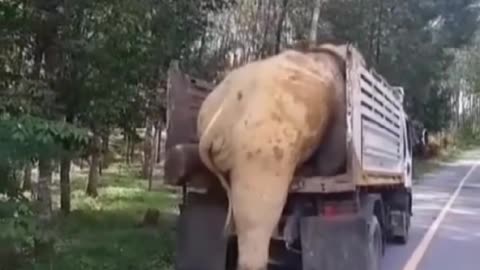 "Elephant’s New Ride: Who Needs a Ramp?