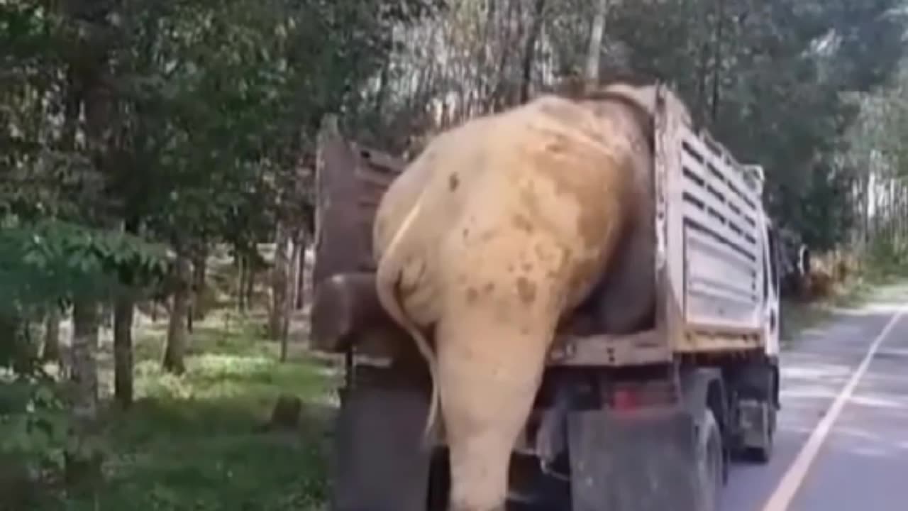 "Elephant’s New Ride: Who Needs a Ramp?