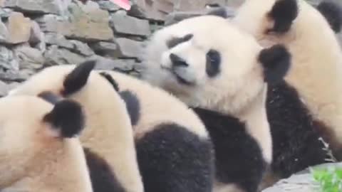 Cute alert! Giant Panda - Wow 🥰Amazing Cute Panda - Supper Funniest Panda 🐼 Part138