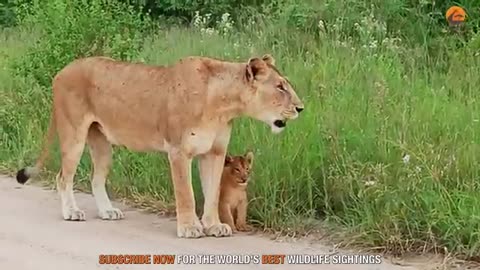 Lion Cub Helps Mom Call for Siblings