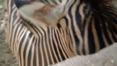 Cute Animal(zebra) in zoo. Wow 😳 how loyal animal