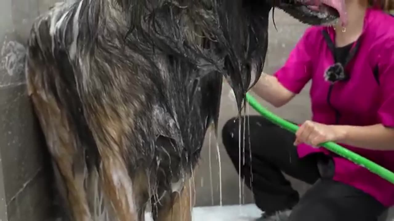 Beautiful Transformation On A Giant Dog