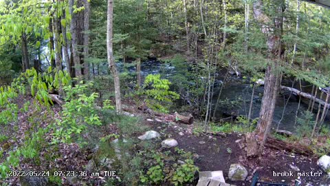 Fox at the brook with a meal