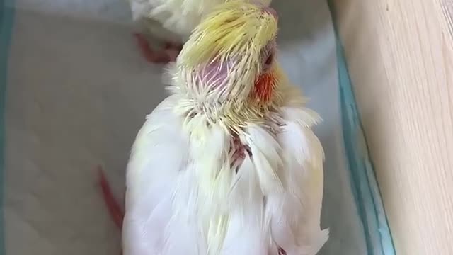 Two little parrots pecking each other's heads and losing all their hair