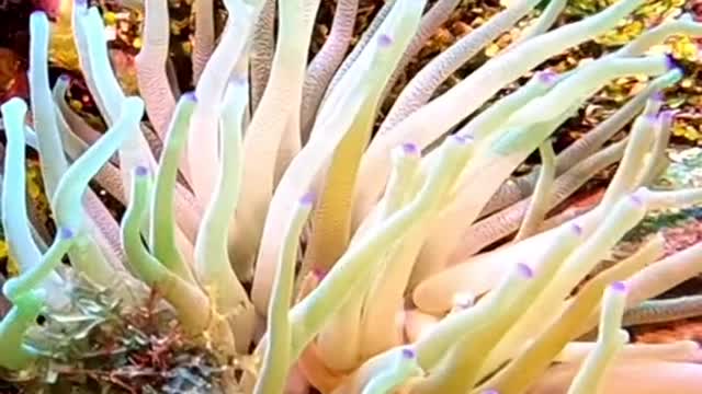 this fairy world