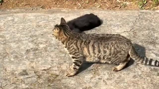 kitten looking for food