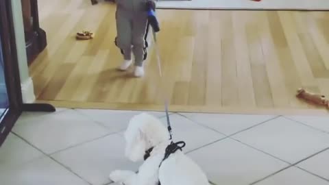 The struggle is real one | Cute Dog