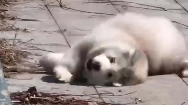 How can there be such a lovely creature in this world