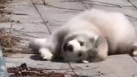 How can there be such a lovely creature in this world