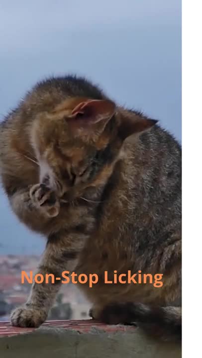 Funny Cat Licking Its Paw#Shorts