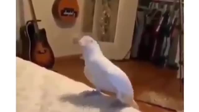 THE PARROT IS A SINGER