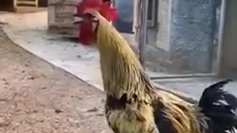 Extremely super rooster's kookdukoo