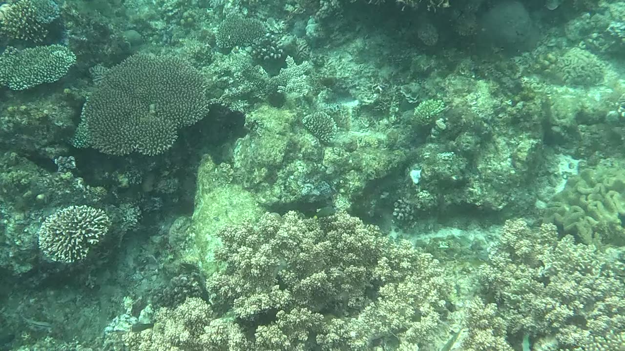 Snorkeling Adventures Philippines, So many beautiful fish and corals!