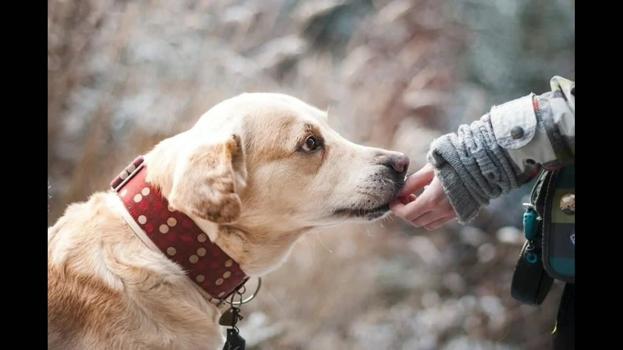 Puppies Emotions