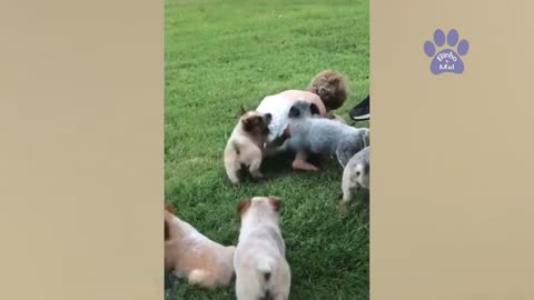 Funny animals and babies - Funny cats and dogs Try not to CHALLENGE funny animals kkkkk