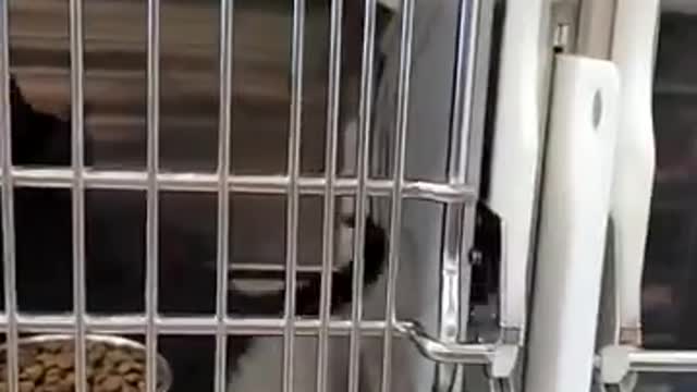 KITTEN- ADOPTIONs