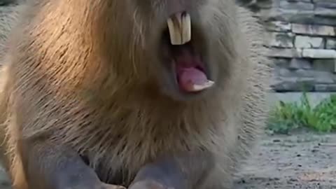 Capybara selfie