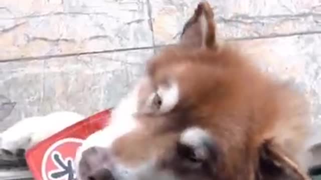 Smart dogs are cute and funny