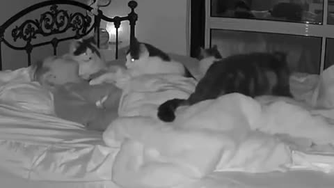 When cats worry about their human