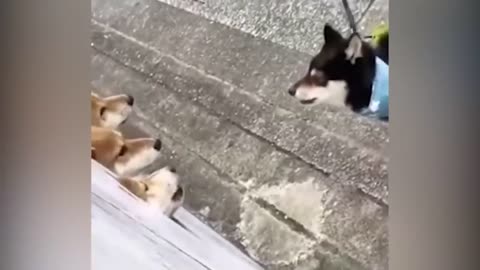 Funniest Animals 😄 New Funny Cats and Dogs Videos 😹🐶