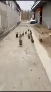 Union of ducks