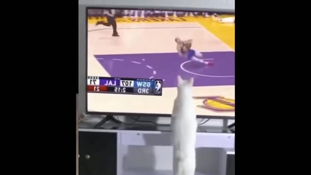 Best funny cat video