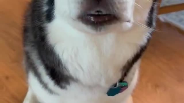 Husky Dog Breaks World Record Sneeze.... #shorts #husky #funny