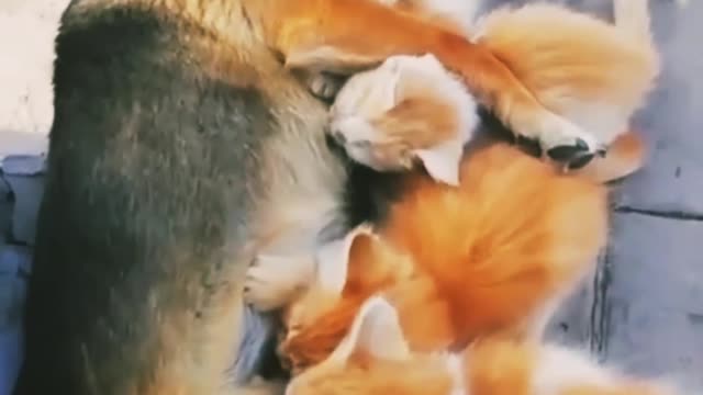 Cat_ funny video unlimited