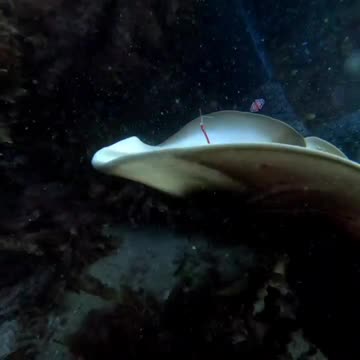 Banjo shark rescue from fishing line and hook