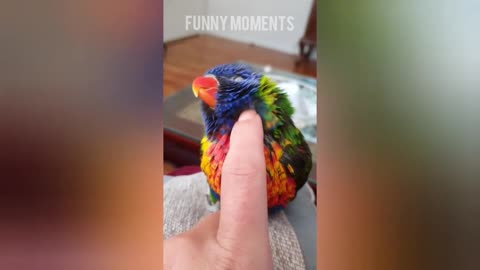 Watch this Cute And Funny Parrots -Go crazy /Funny Moments