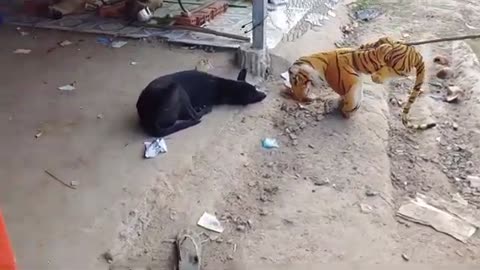 Funny dogs moments