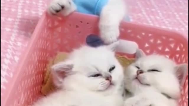萌宠猫咪
