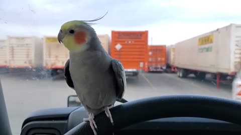 Happy parrot making some beautiful sounds.